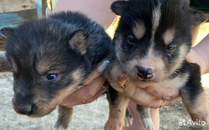 Щенки хаски