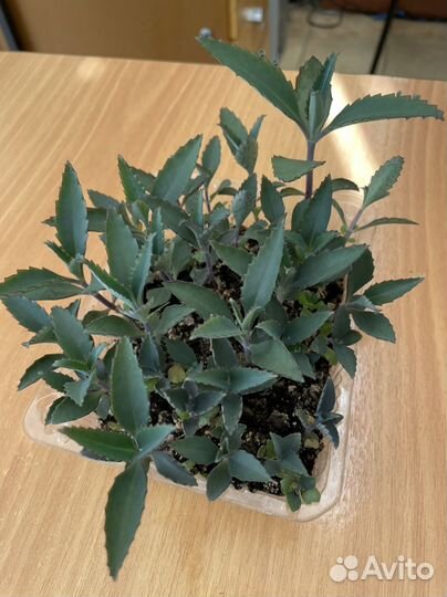 Каланхоэ лечебное