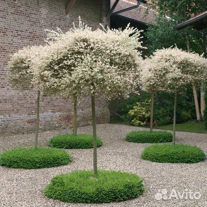 Ива Хакуро-нишики штамб 120 и 180