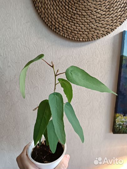 Эвкалипт лимонный