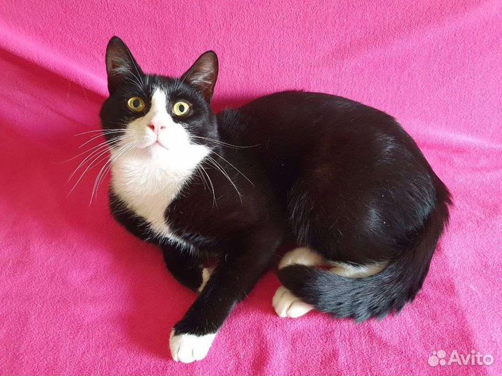 Молодой кот маркиз в добрые руки