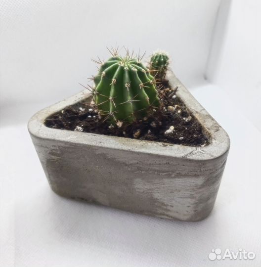 Кактус Эхинопсис белоцветковый