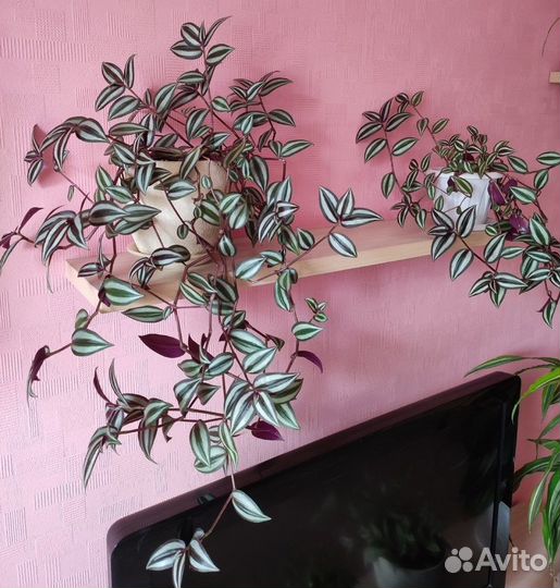 Комнатные растения