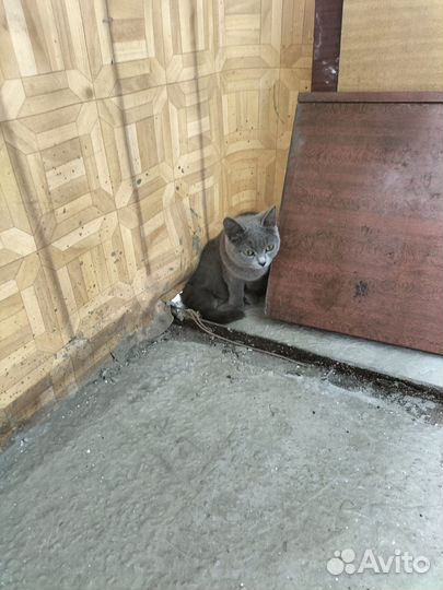 Кошка бесплатно