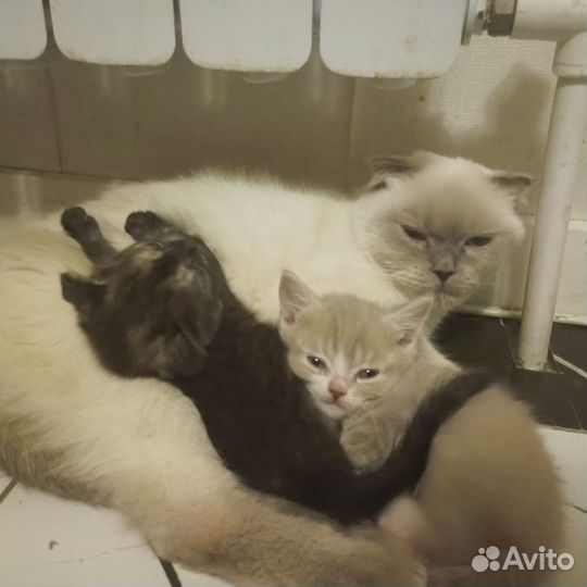 Шотландские котята