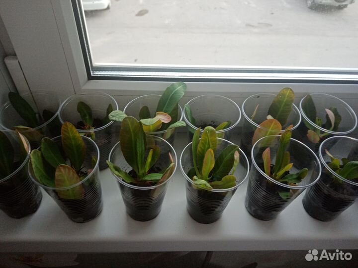 Молочай Миля