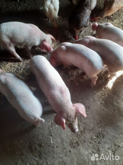 Поросята