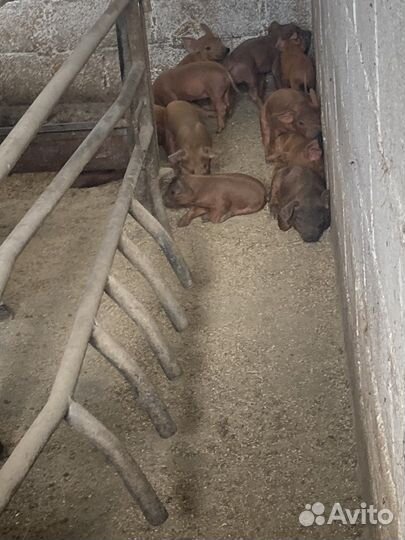 Поросята