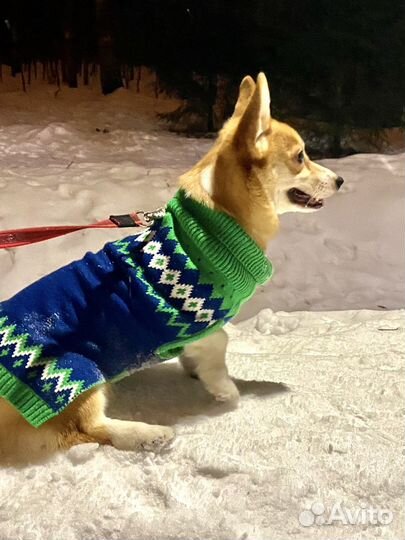 Вельш-корги пемброк девочка