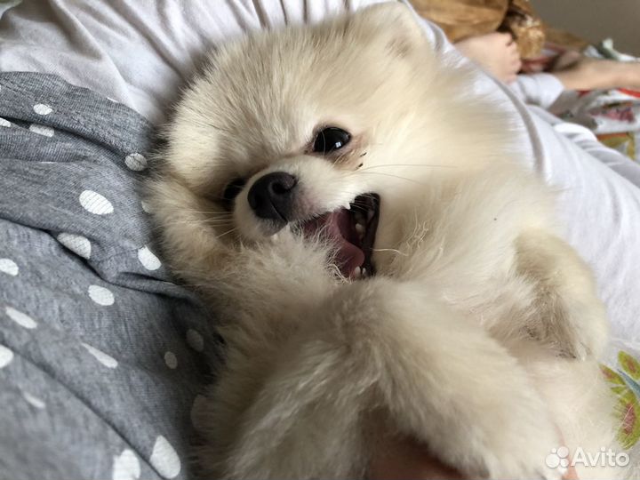 Кобель на вязку