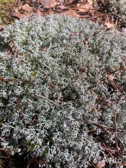 Мох ягель живой