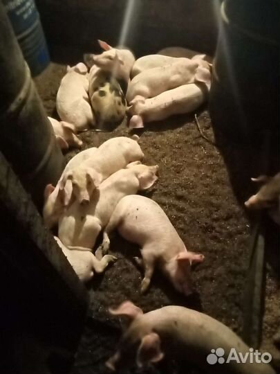 Поросята