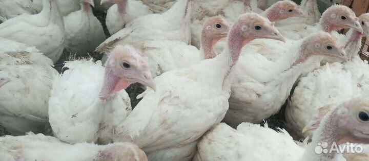 Индюки подрощенные Hybrid Converter