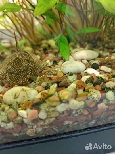 Растения, рыбки, креветки