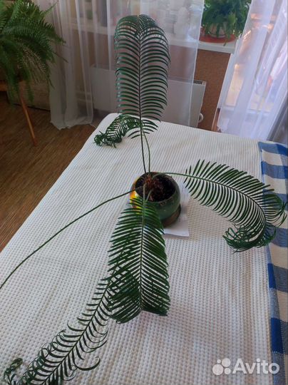 Цикас революта