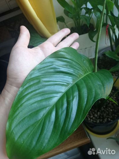 Спатифиллум