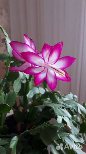 Цветок декабрист