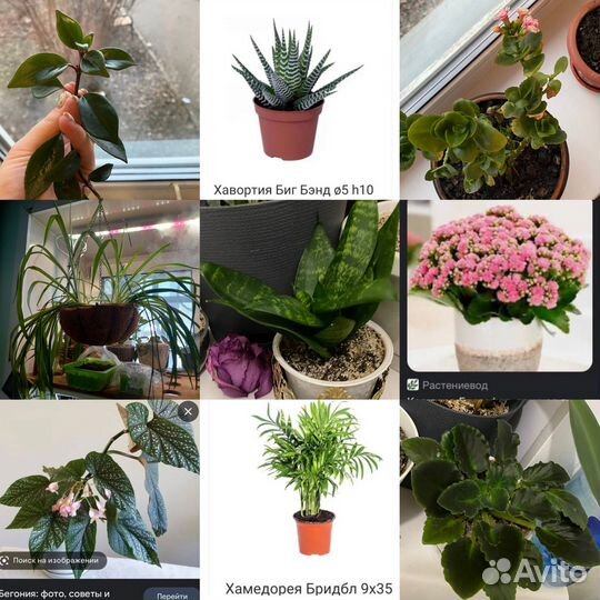 Комнатные растения цветы черенком обмен продажа