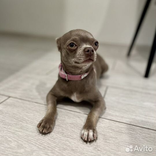 Домашняя передержка животных / собак и кошек