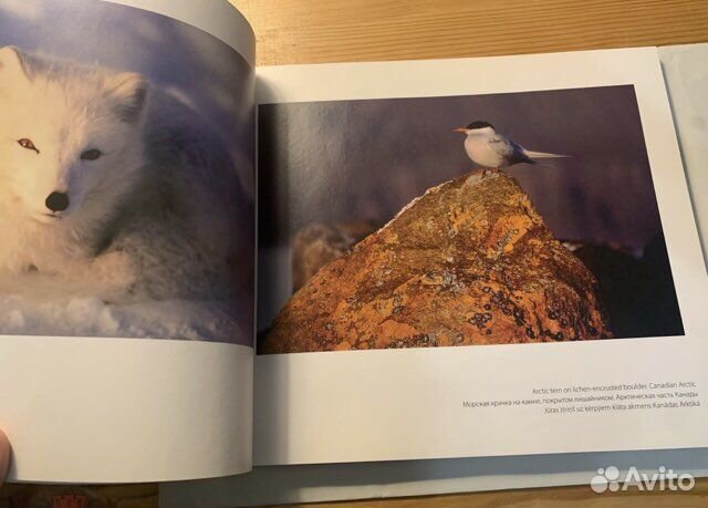 Арктика - наш кристальный мир. Фотоальбом 2007