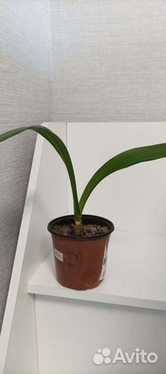 Гиппиаструм