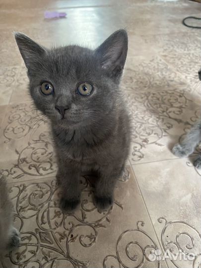 Британская кошка