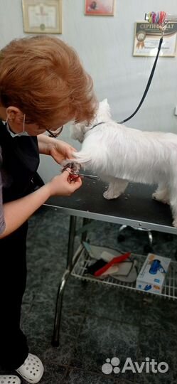 Стрижка собак (ученик)
