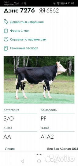 Телка на племя