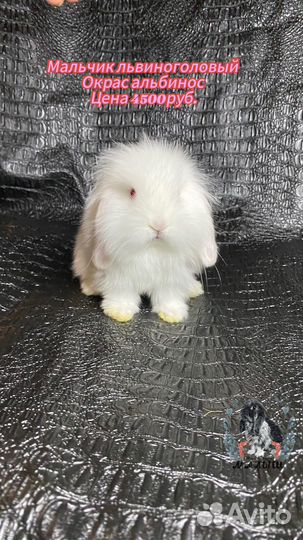 Карликовый вислоухий кролик