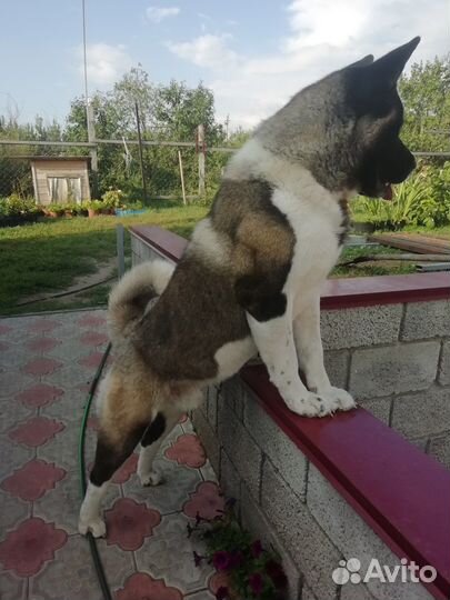 Кобель американской акиты—вязка