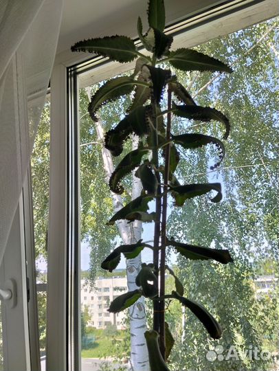 Каланхоэ взрослый на переработку