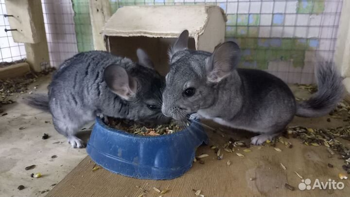 Шиншиллята-мальчики