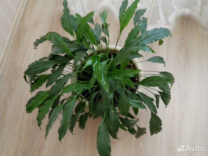 Спатифиллум