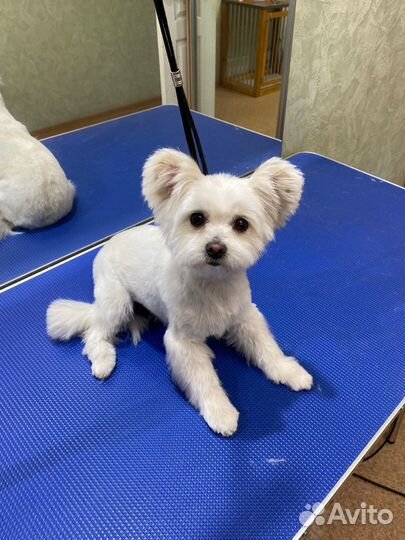 Стрижка Йорков / стрижка собак / груминг / грумер