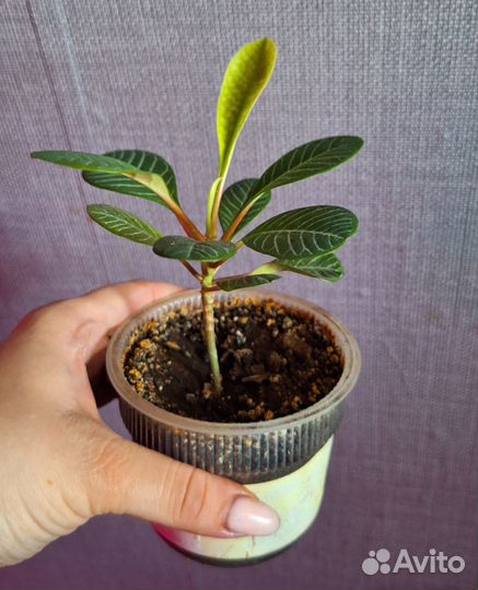 Молочай беложильчатый