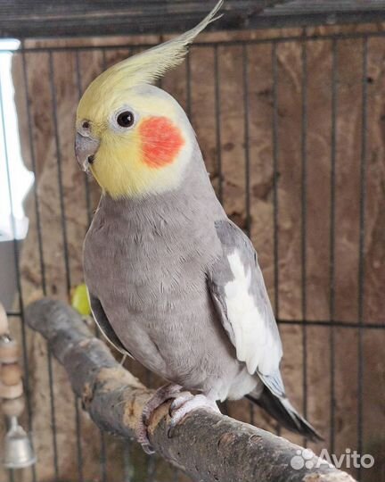 Попугайчики