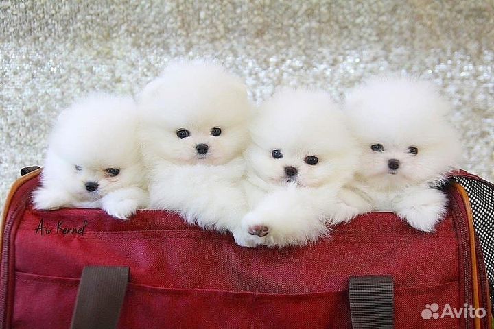 Супер mini шпицы имеется доставка