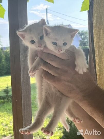 Котята в добрые руки