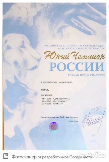 Японский шпиц вязка