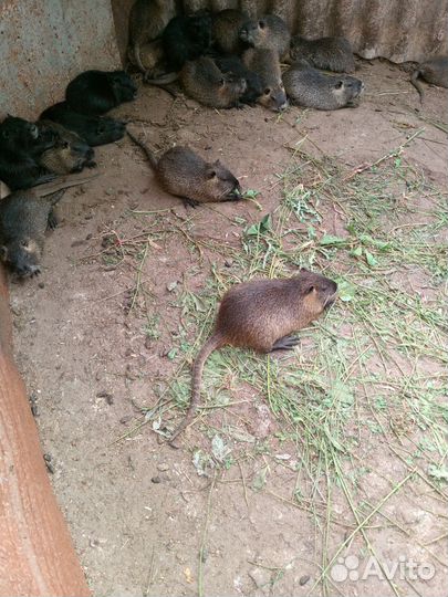 Нутрята нутрии, мясо нутрии