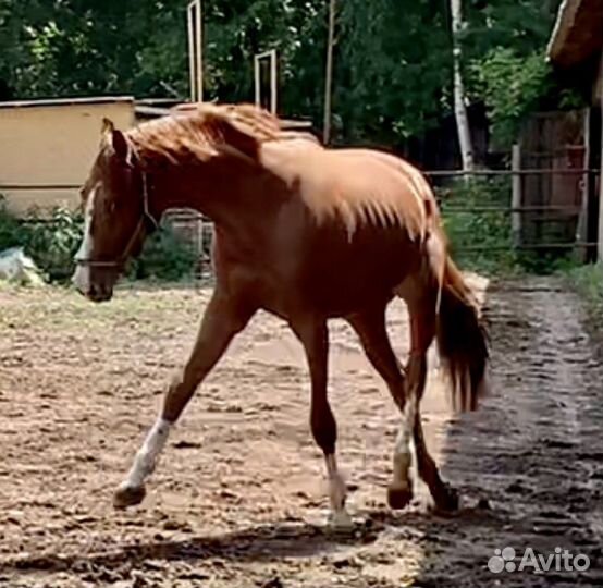 Жеребец чистокровной английской породы 3х лет