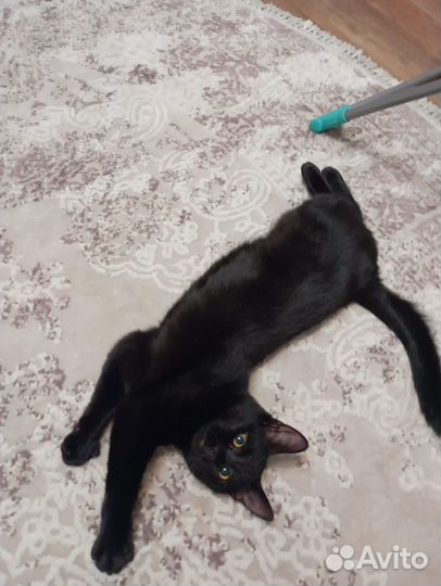 Кошка в дар бесплатно