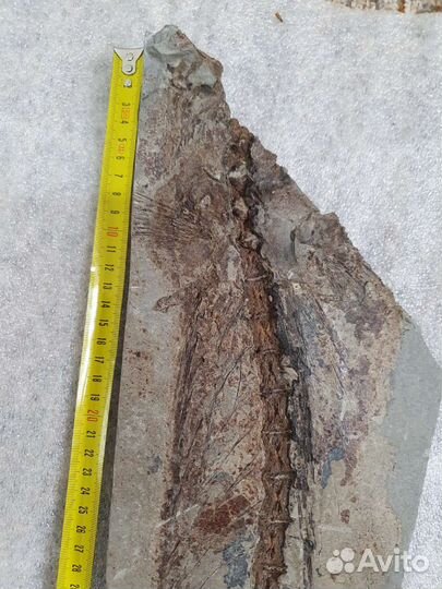 Окаменевшая рыба