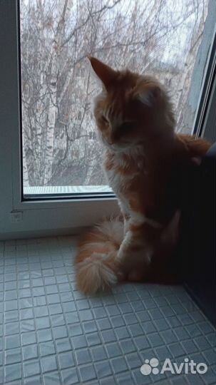 Отдам кота в добрые руки