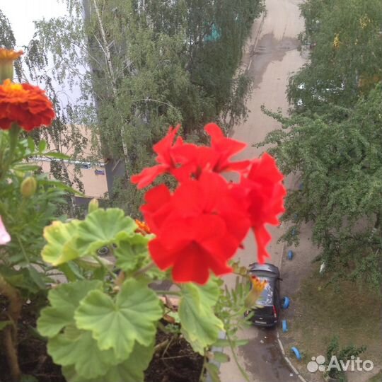 Герань,розовая,красная,Алая