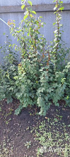 Саженцы абрикос