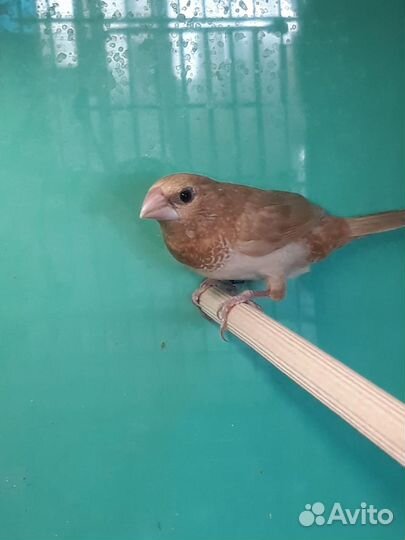 Японские амадины