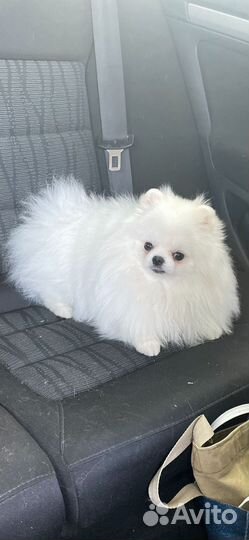 Померанский шпиц мальчик