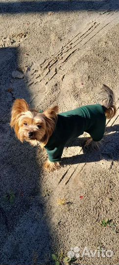 Одежда для маленьких собак