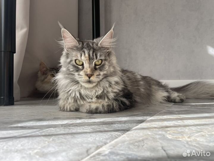 Кошка Мейн-Кун